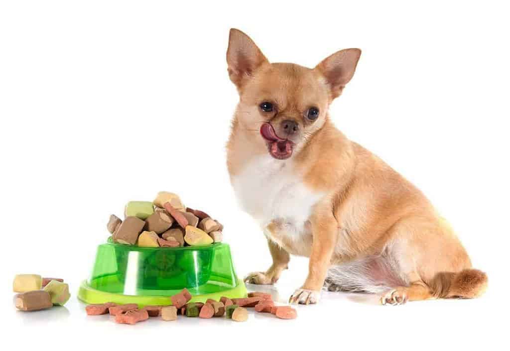 Jak karmić psa z nadwagą?