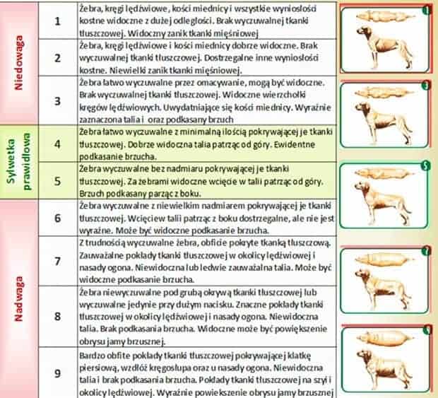 Ocena kondycji ciała psa