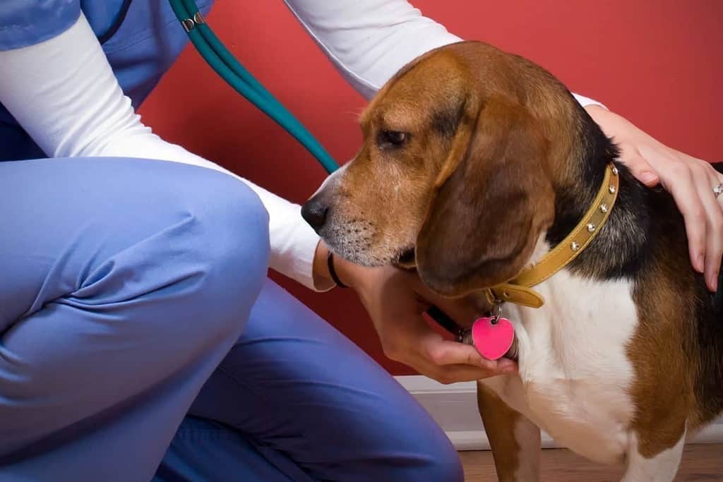 Objawy kliniczne raka płuc u psa