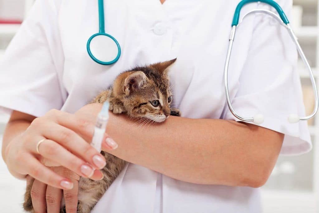Leki przeciwświądowe dla kota