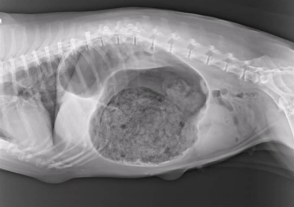 Skręt żołądka u psa: zdjęcie rentgenowskie