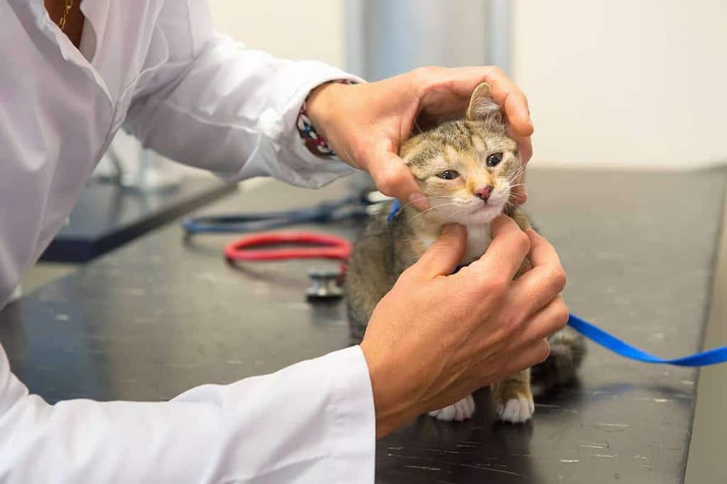 Badanie kota z podejrzeniem toksoplazmozy