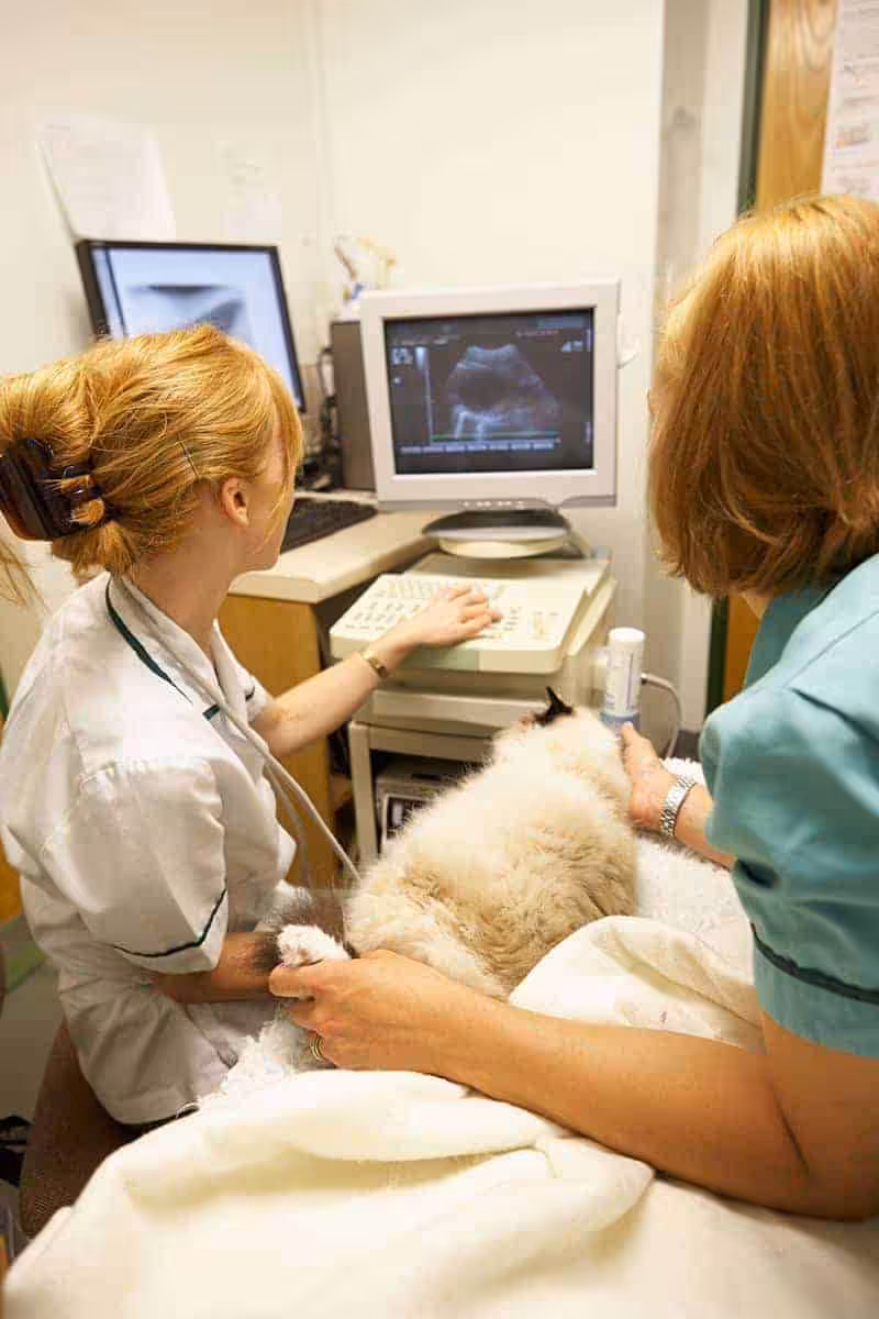 Diagnostyka obrazowa usg kota