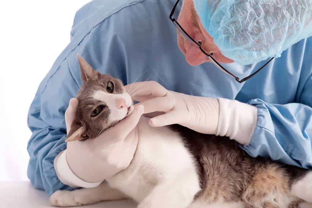 Przy jakich chorobach występuje gorączka u kota?