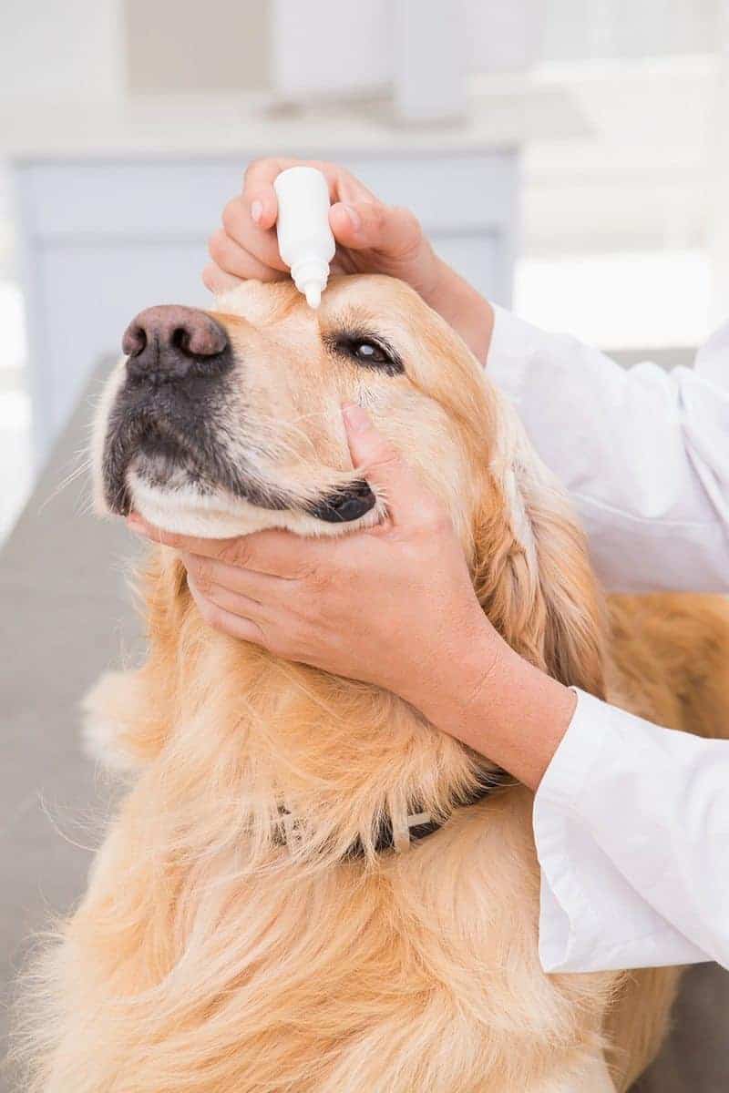 Jak dbać o oczy Twojego psa?