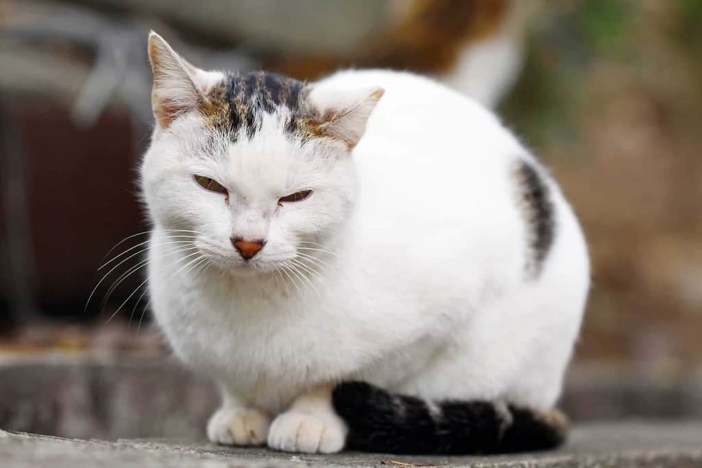 Jak organizm kota może bronić się przed wirusem białaczki