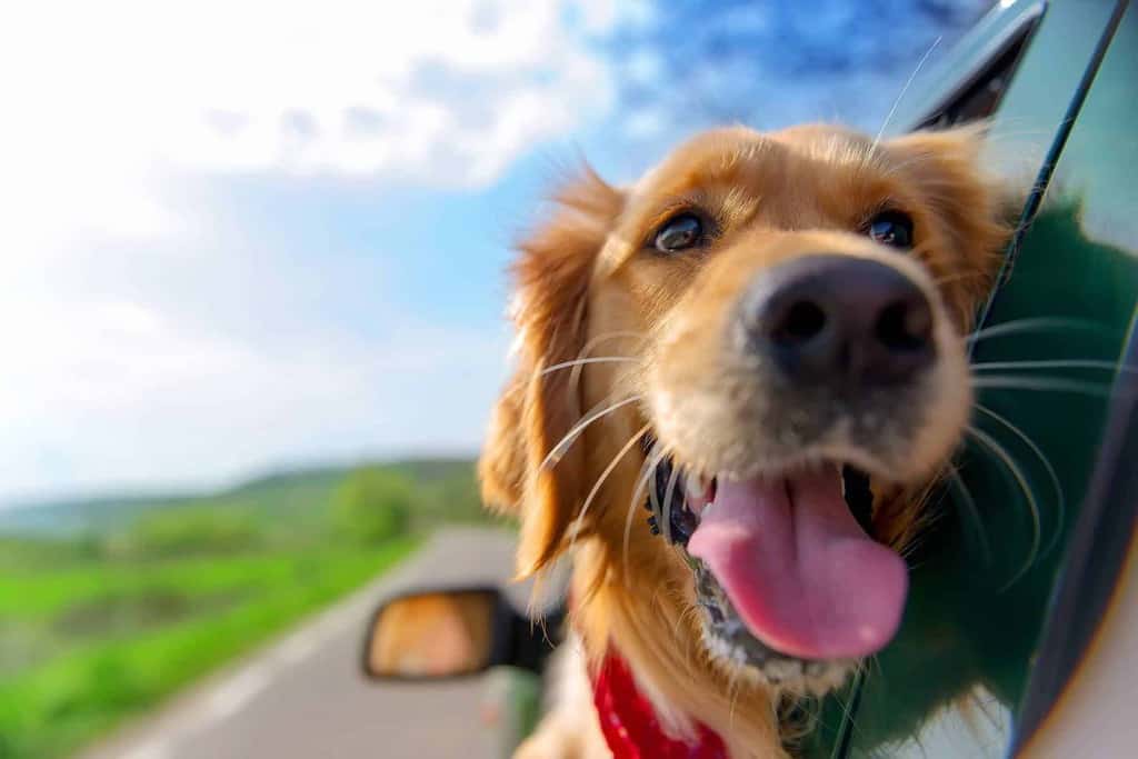 Jazda samochodem z psem