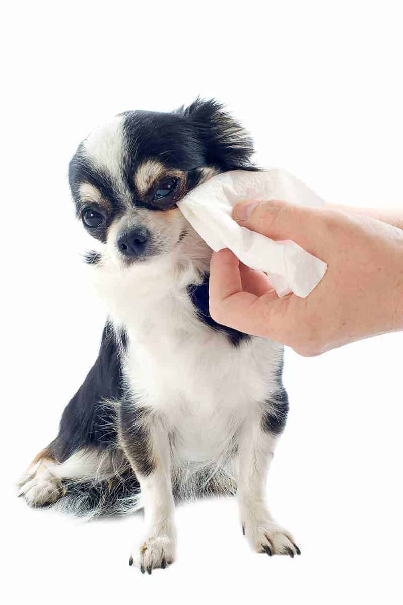 Oczyszczanie oczu psa