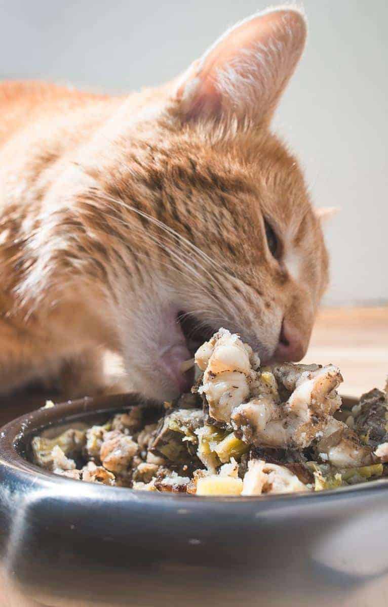 Dieta barf dla kota jadłospis