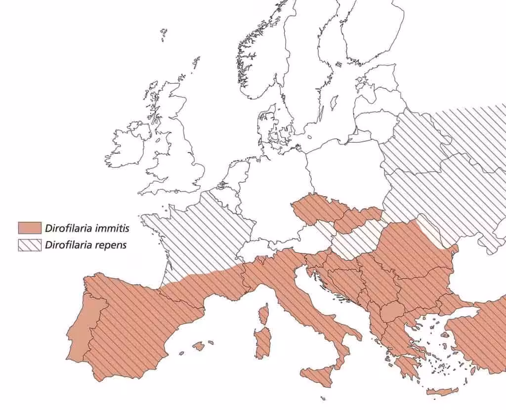 Gdzie występuje Dirofilaria immitis i Dirofilaria repens? Gdzie występuje Dirofilaria immitis i Dirofilaria repens?