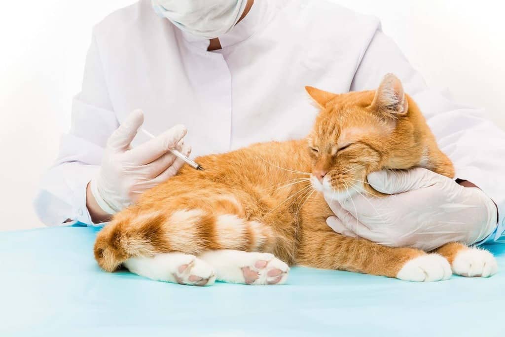 Jak podawać insulinę kotu i psu?