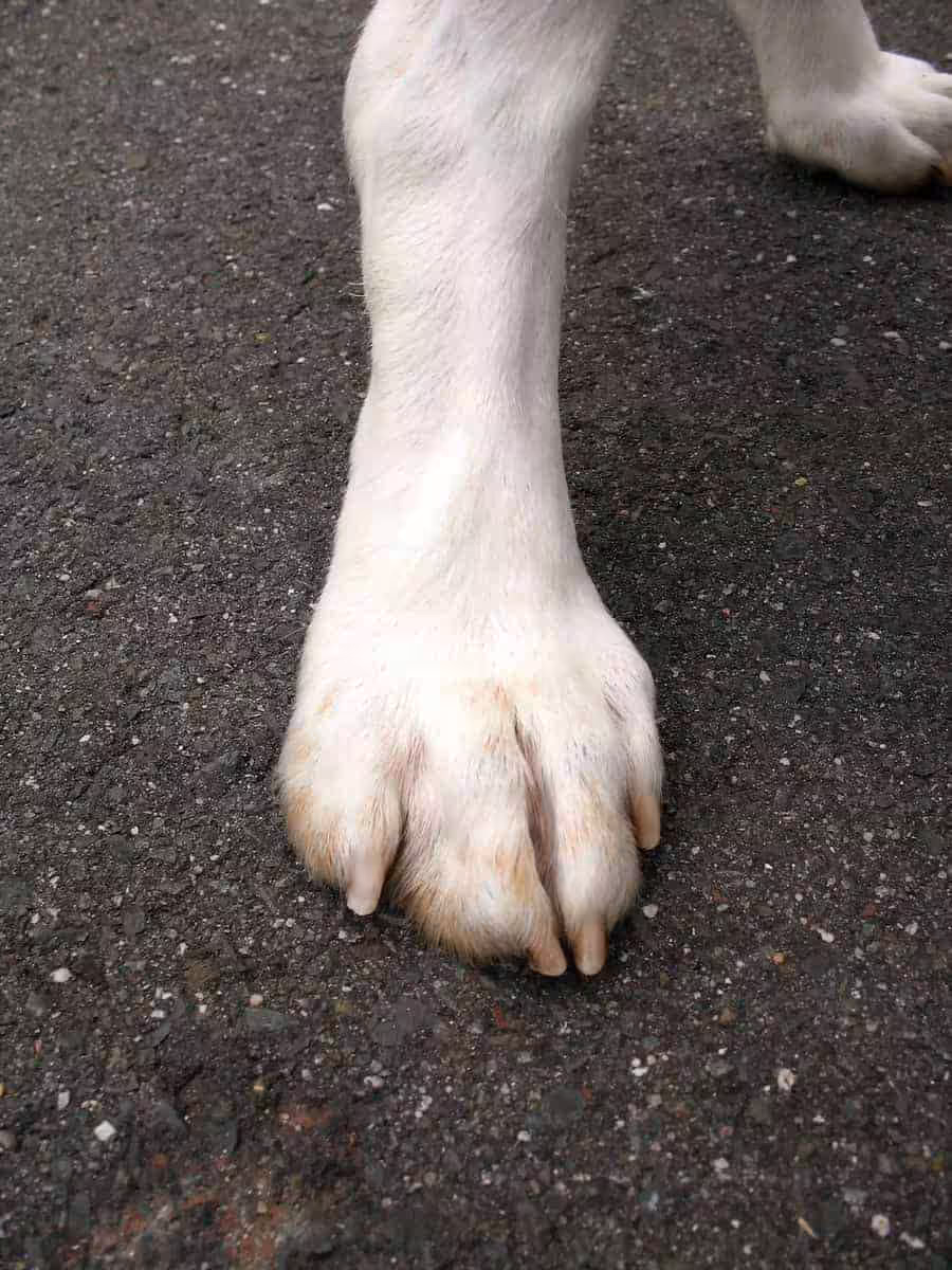 Jak dochodzi do uszkodzenia poduszki u psa?