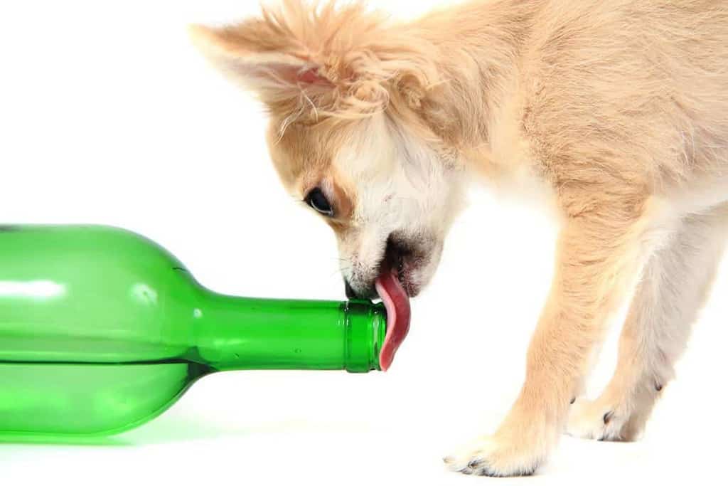 Dlaczego alkohol jest szkodliwy dla psa?
