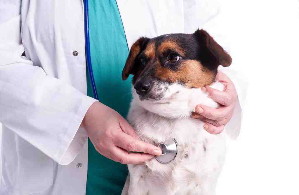 Borelioza u psa diagnostyka i badania