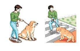Częste siadanie psa, niechęć do chodzenia po schodach