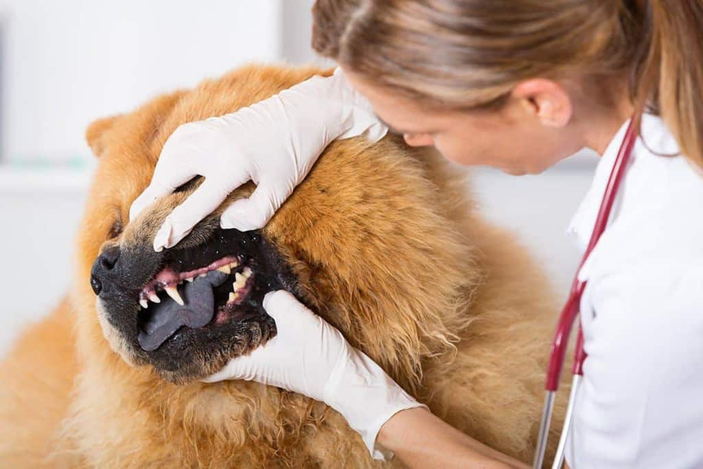 Okresowe badanie zębów u psów