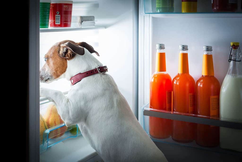 Czego nie może jeść Twój pies i jakie są objawy zatrucia u psa?