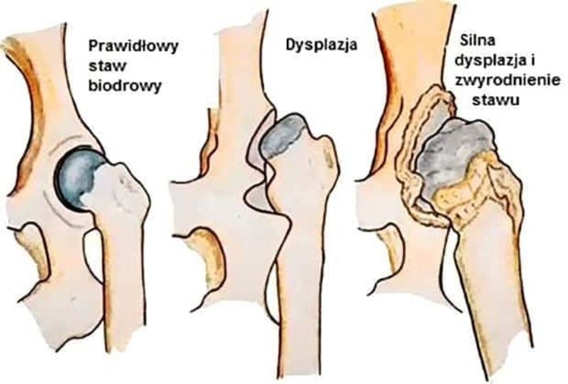 Dysplazja U Psa Objawy I Leczenie Lek Wet Piotr Smentek