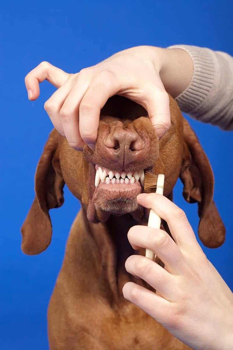 Szczoteczka do zębów dla psa