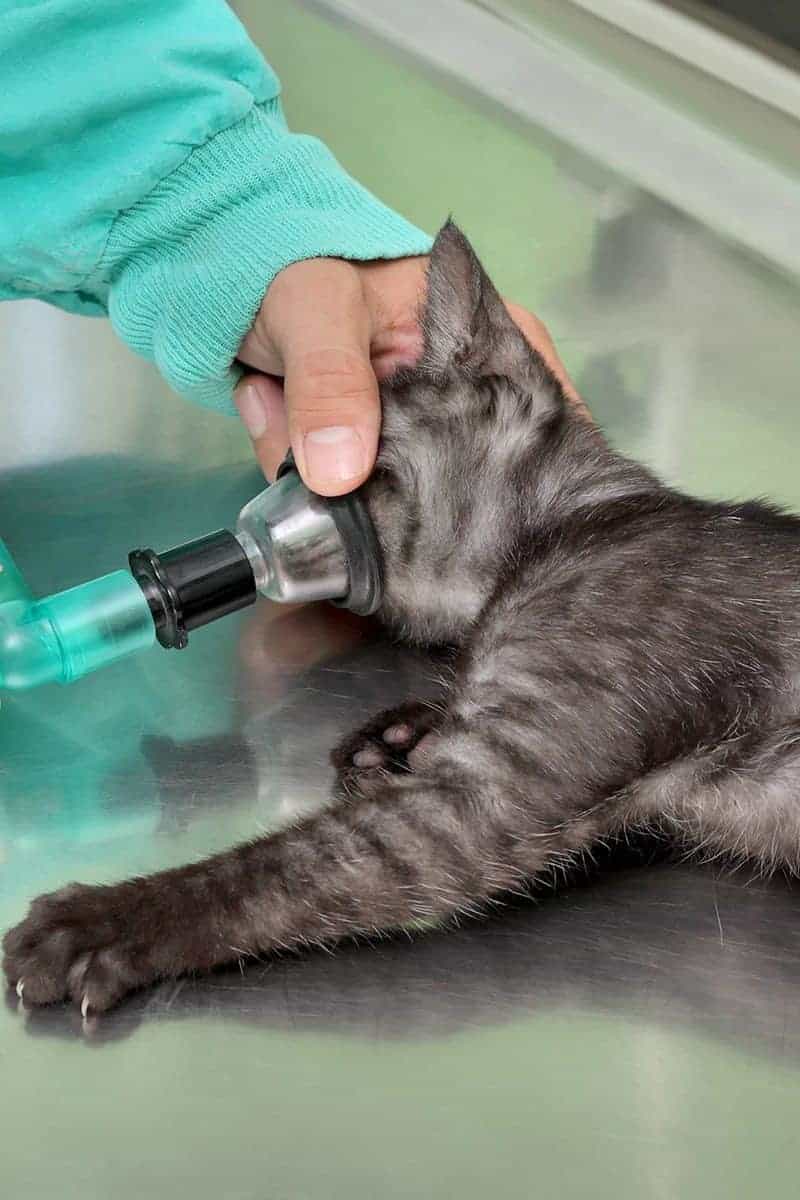 Mięsak u kota przygotowanie do operacji
