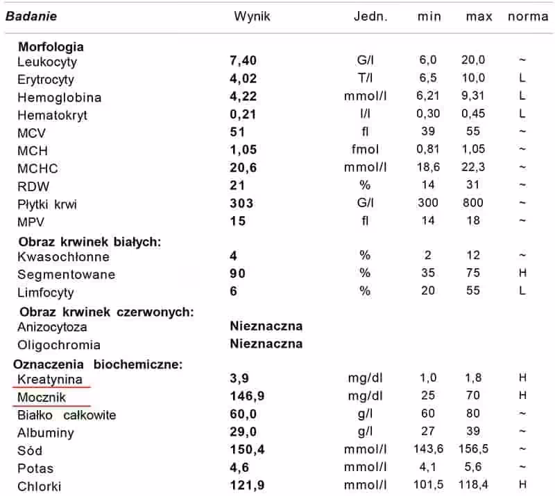 Kot z niewydolnością nerek - wyniki badań