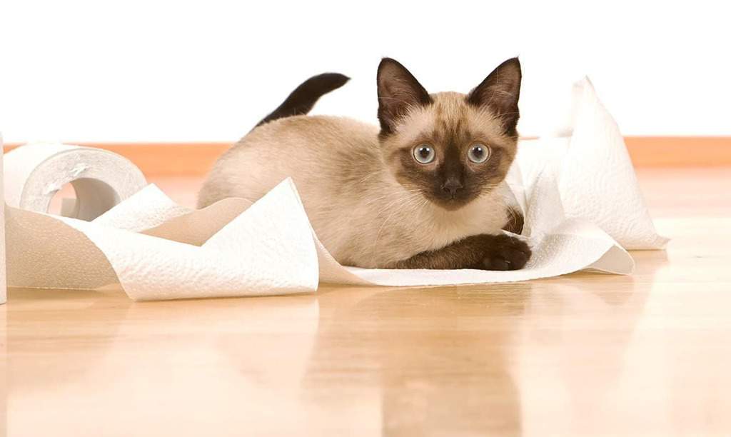 Co oznacza biegunka u kota?