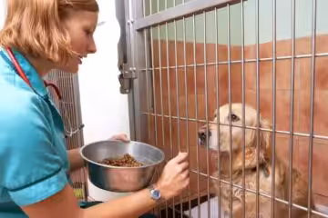 Dieta psa chorego na raka