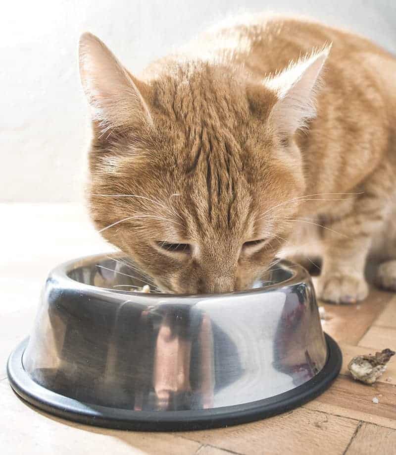 Karma dla kotów z biegunką