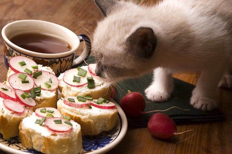 Kot wymiotuje po jedzeniu