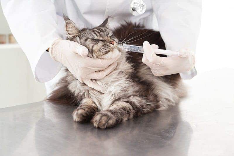 Kot wymiotuje po lekach