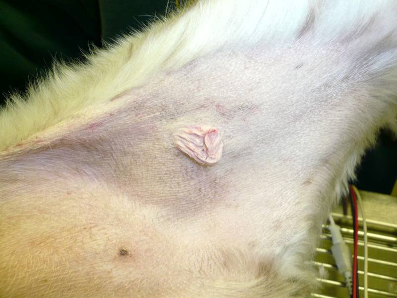 Mastocytoma u psa zdjęcie zmiany na wewnętrznej stronie uda
