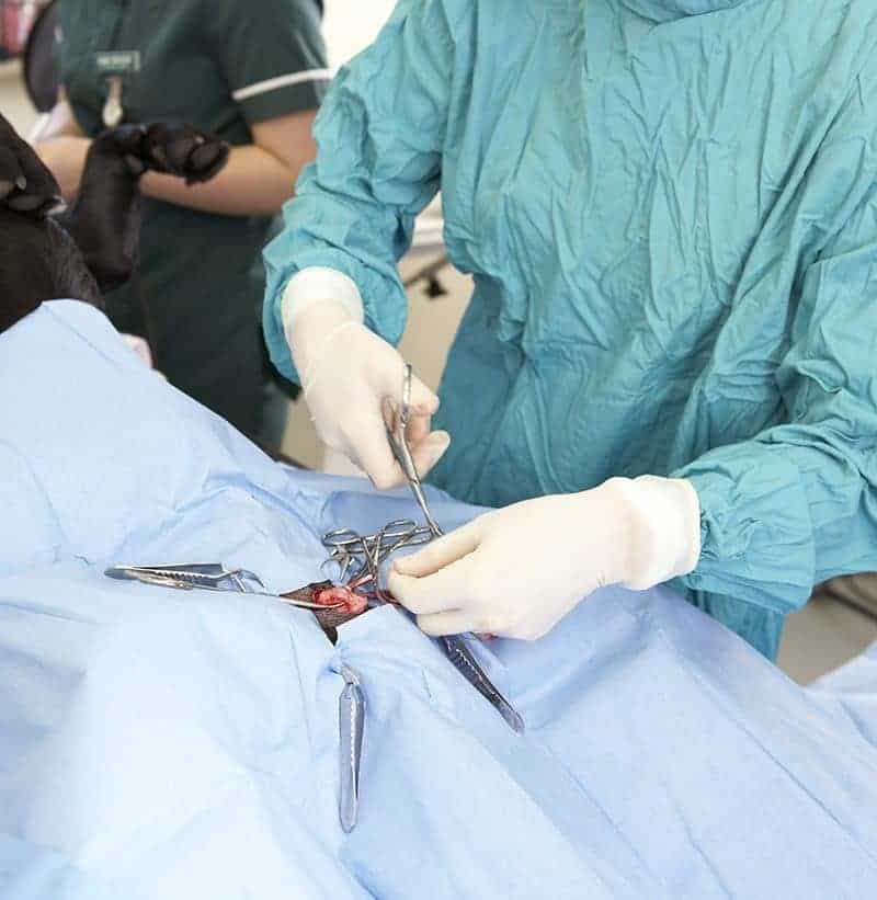 Zabieg chirurgiczny: resekcja guza u psa