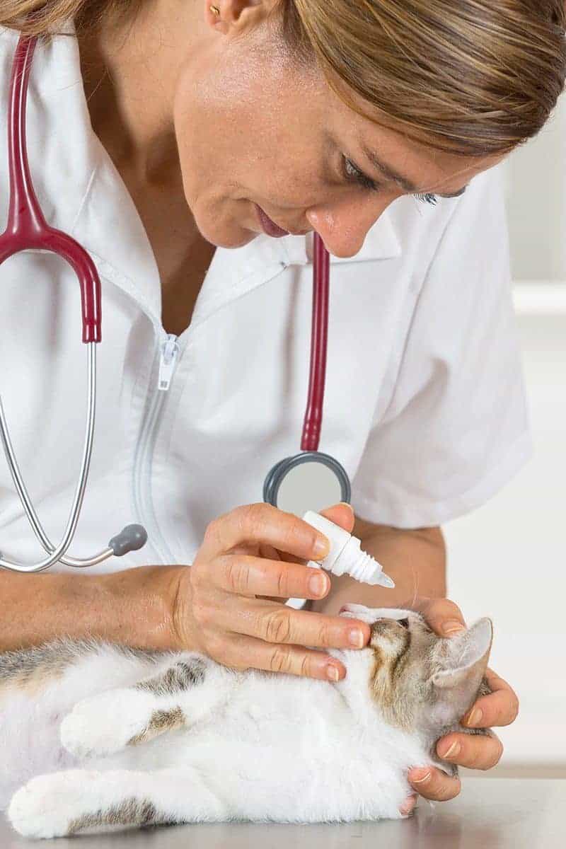Zapalenie spojówek u kota leczenie