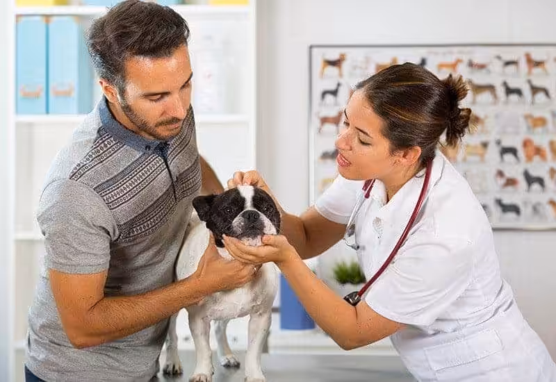 Alergia u psa leczenie