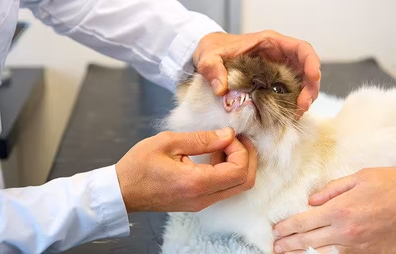 Anemia u kota - blade błony śluzowe Anemia u kota - blade błony śluzowe