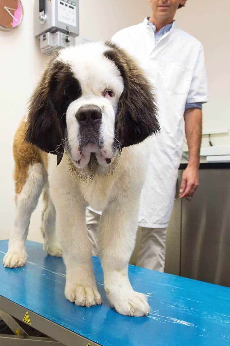Choroby stercza u psa: diagnostyka