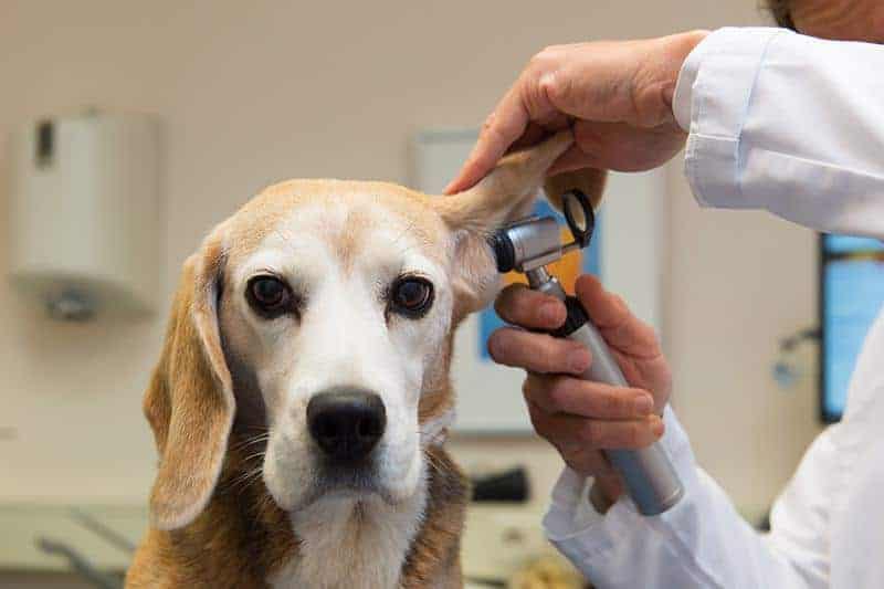 Choroby uszu u psa