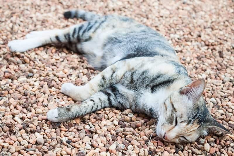 Co zrobić kiedy Twój kot straci przytomność?