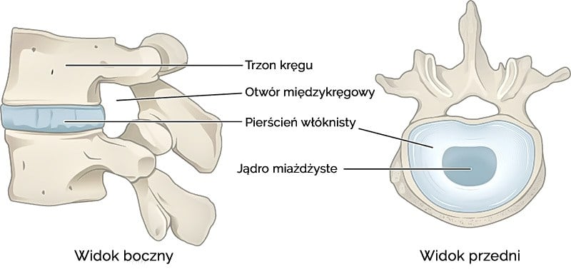 Schemat budowy krążka międzykręgowego