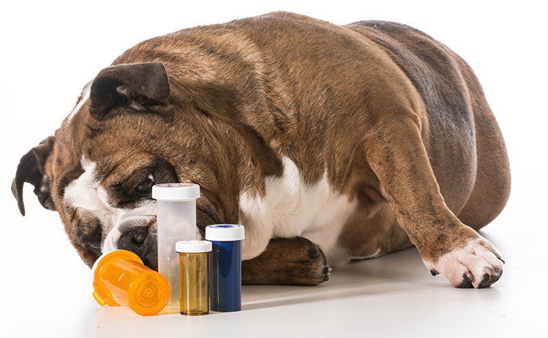 Leki uspokajające dla psa