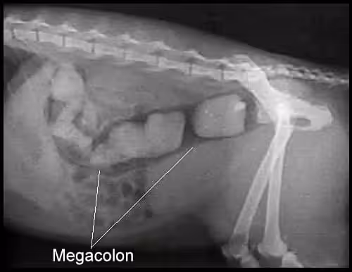 Megacolon u kota - zespół okrężnicy olbrzymiej Megacolon u kota - zespół okrężnicy olbrzymiej