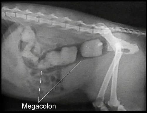 Megacolon u kota - zespół okrężnicy olbrzymiej