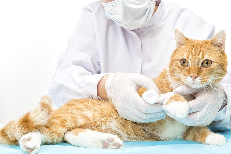 Pierwsza pomoc: opatrywanie ran kota