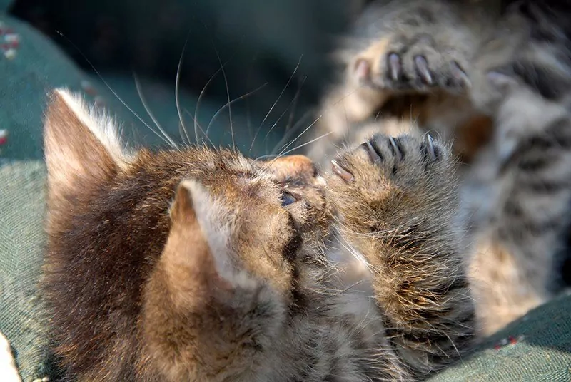 Agresja u kota: jak uspokoić agresywne koty? [porady weterynarza] ⋆ co w sierści piszczy