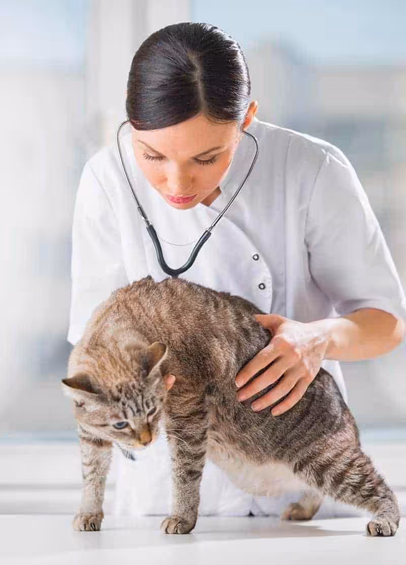 Diagnostyka chorób serca u kota