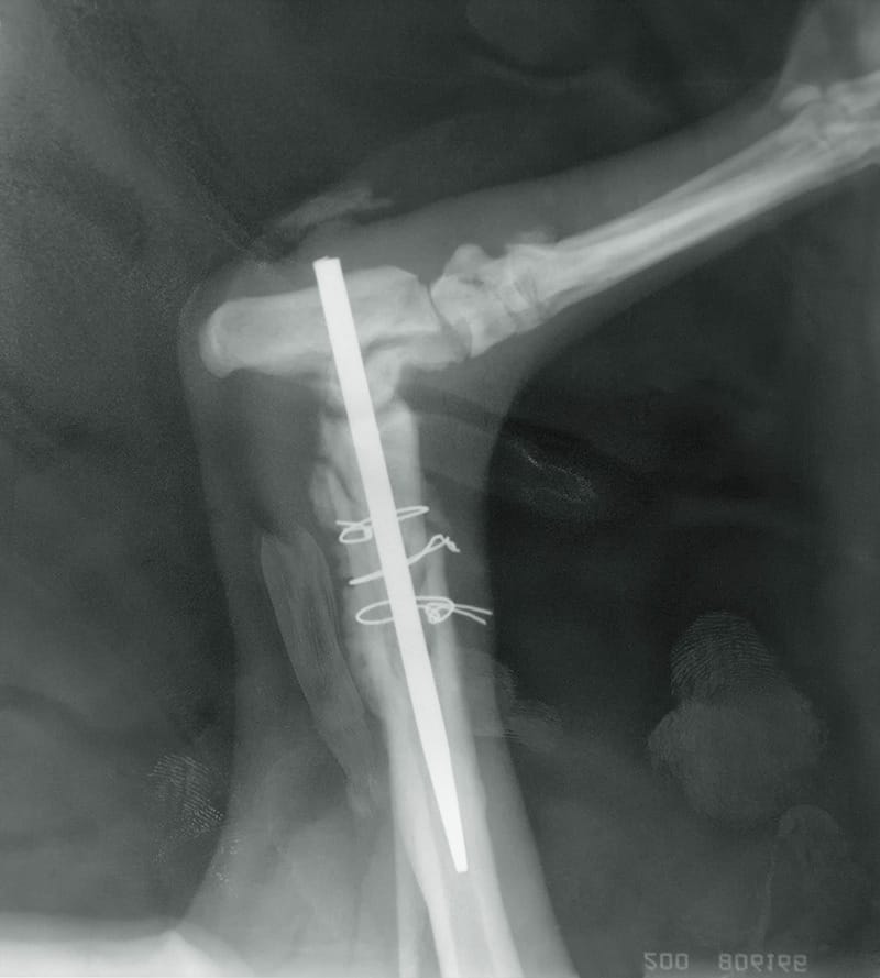Implant nowotwór kości psa
