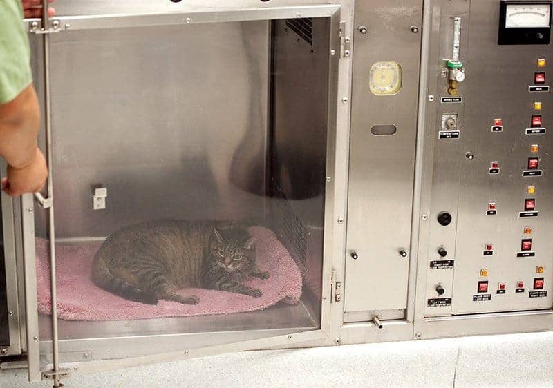 Kot podczas tlenoterapii w klatce tlenowej