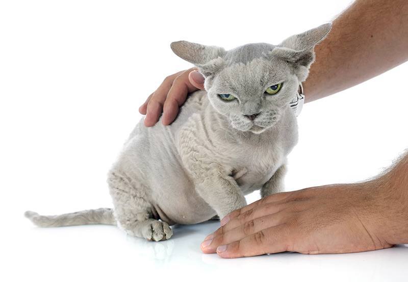 Jakie koty są najbardziej narażone na niewydolność układu krążenia?