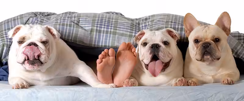 Buldog francuski charakter