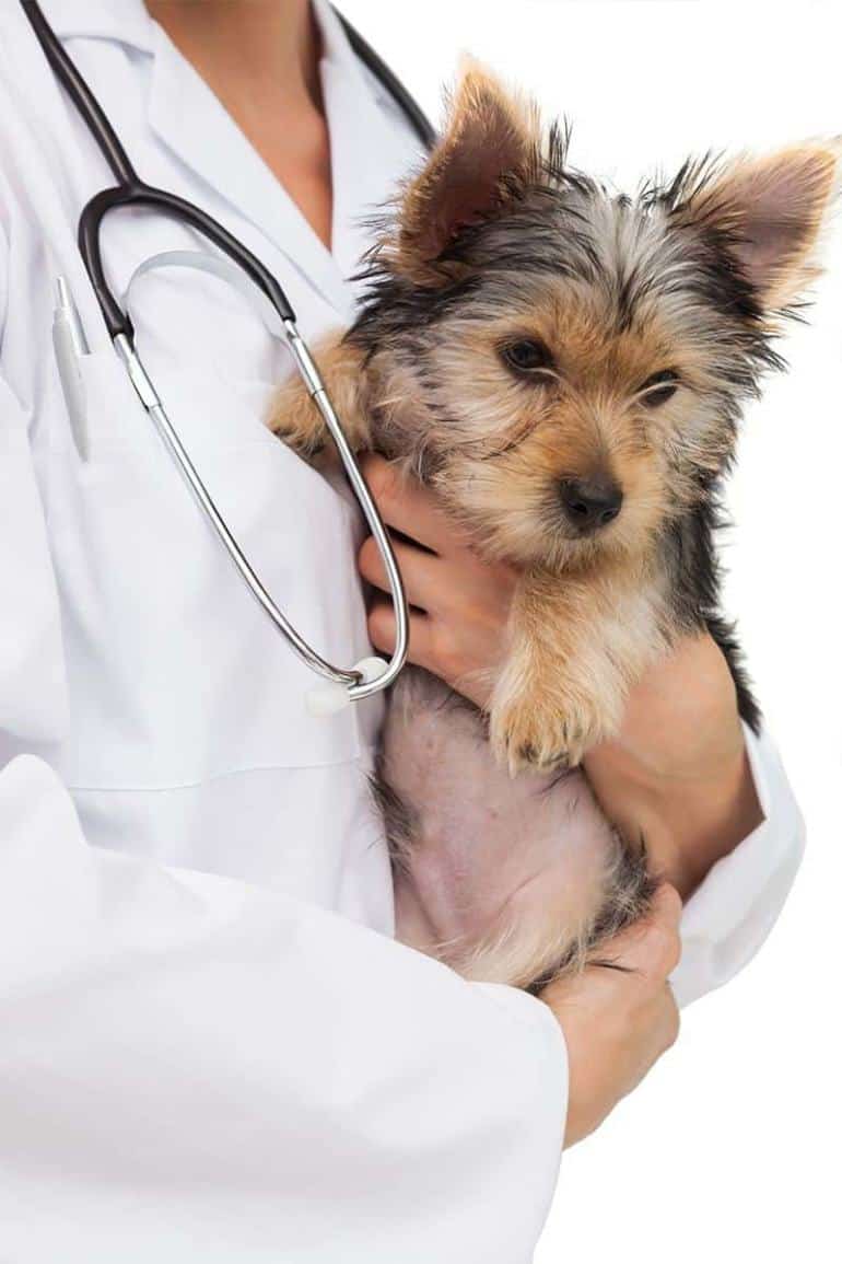 Zapadanie tchawicy psa: objawy, leczenie [lek wet Krystyna Skiersinis]